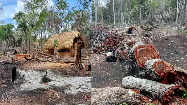 Ejidatarios denuncian invasión de 10 mil hectáreas en selva de Campeche