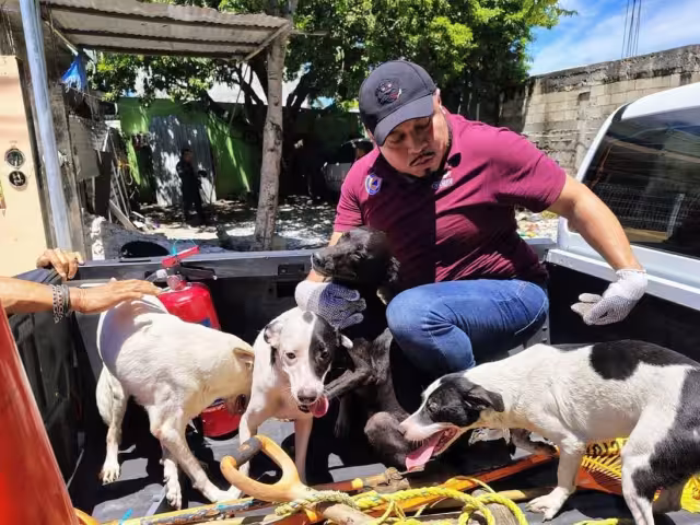 Tras una riña vecinal en la colonia 23 de julio, Protección Civil y el Centro de Bienestar Animal rescataron 14 perros y tortugas hallados en hacinamiento y abandono.