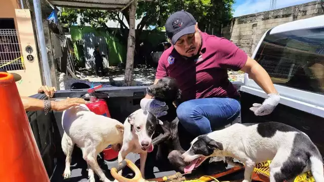 Tras una riña vecinal en la colonia 23 de julio, Protección Civil y el Centro de Bienestar Animal rescataron 14 perros y tortugas hallados en hacinamiento y abandono.