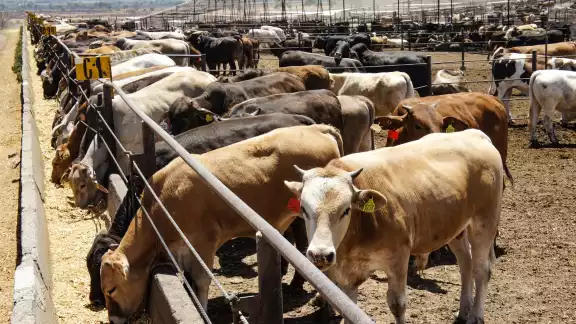 Congreso exige medidas urgentes contra el gusano barrenador