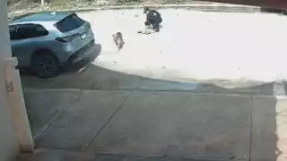 Cámara de vigilancia captó el momento en que policías de Cancún atropellan y abandonan a un perrito