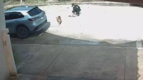 La patrulla arrolla al perro y sigue su camino; después regresa uno de los elementos a verlo. La patrulla arrolla al perro y sigue su camino; después regresa uno de los elementos a verlo.