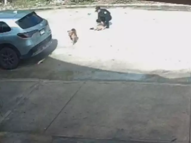 La patrulla arrolla al perro y sigue su camino; después regresa uno de los elementos a verlo.