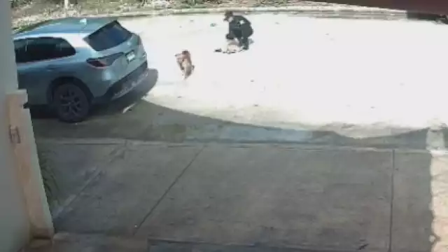 La patrulla arrolla al perro y sigue su camino; después regresa uno de los elementos a verlo.