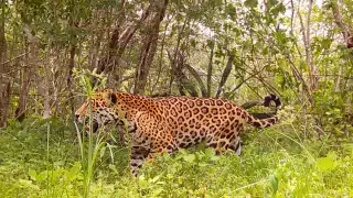 Proyecto Tech4nature México registra a 16 jaguares en la Reserva Estatal de Dzilam de Bravo 