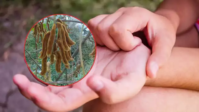 Habitantes de Campeche reportaron la presencia de ‘pica pica’ debido a los vientos intensos y la temporada de calor, afectando especialmente a niños