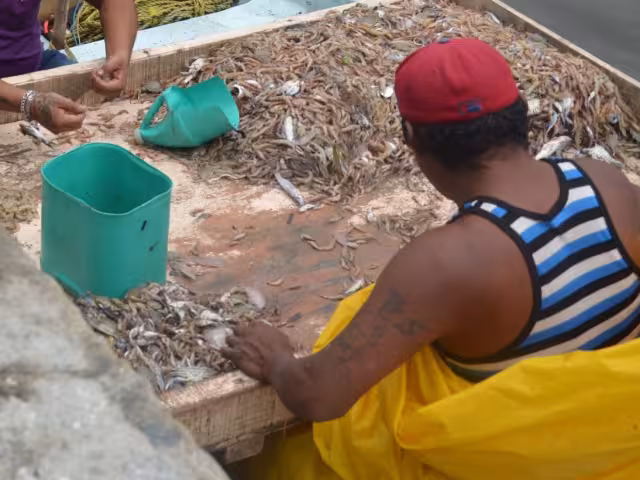 Hay poco crustáceo, se quejan los lugareños, y existe un acaparamiento de las capturas por “coyotes”, que tira el precio.