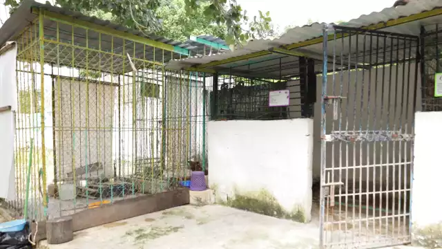 Los administradores del refugio esperan ayuda del Ayuntamiento para seguir cuidado a los perritos