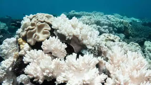 Arrecife de coral de Mahahual sufre blanqueamiento. Arrecife de coral de Mahahual sufre blanqueamiento.