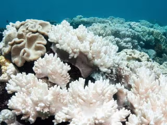 Arrecife de coral de Mahahual sufre blanqueamiento.