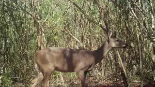 Al menos  nueve especies de mamíferos silvestres aún habitan al interior de Mérida   