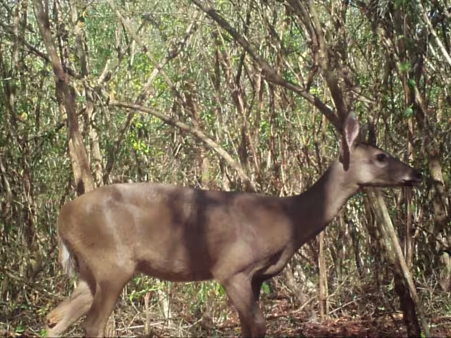 Entre las especies registradas destaca el venado cola blanca