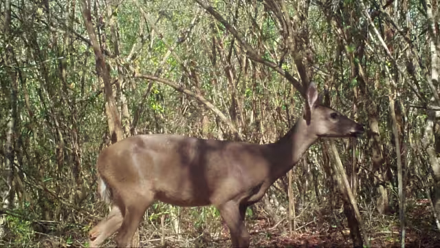 Entre las especies registradas destaca el venado cola blanca