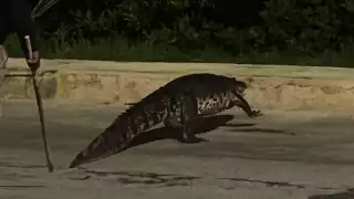 Aparece caimán en medio de la carretera; autoridades lo capturan