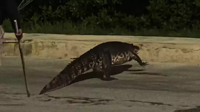 Caimán, de más de dos metros de largo, aparece en la carretera rumbo a Yucatán