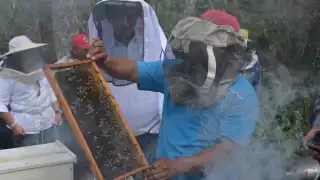 Falta de polen y sequía afectan la producción de miel en Hopelchén