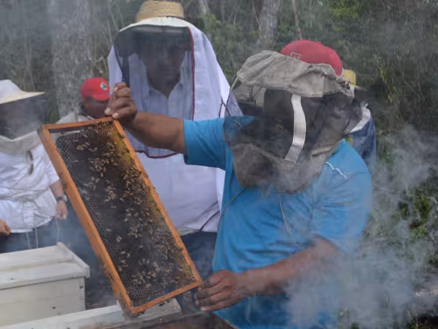 Los fuertes vientos y la prolongada sequía han causado una crisis en la apicultura de Bolonchén de Rejón