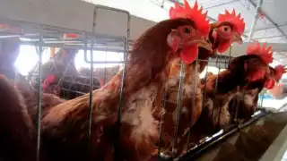 Reportan primera muerte por gripe aviar H5N1 en EU