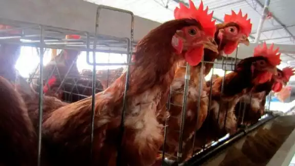 Reportan primera muerte por gripe aviar H5N1 en Estados Unidos. Reportan primera muerte por gripe aviar H5N1 en Estados Unidos.