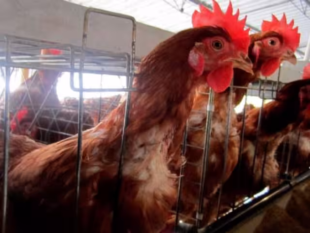 Reportan primera muerte por gripe aviar H5N1 en Estados Unidos.