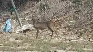 Hombre capta a venado cola blanca en el oriente de Mérida