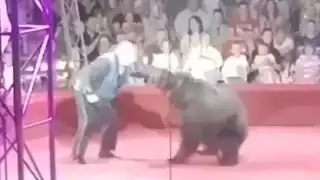 Impactante ataque de osa a su entrenador en circo ruso: VIDEO