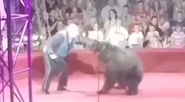 Los asistentes de un circo e Rusia vivieron momentos de pánico cuando una osa que era parte del espectáculo atacó a su entrenador