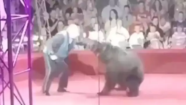 Los asistentes de un circo e Rusia vivieron momentos de pánico cuando una osa que era parte del espectáculo atacó a su entrenador