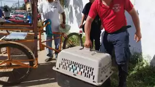 Bomberos rescatan a perrita en pleno labor de parto en José María Morelos