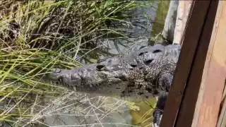 ¿Avistamientos de cocodrilos en Tulum predicen temporada de lluvias? Habitantes reafirman creencia maya       