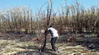 Cañeros de Quintana Roo recibirán pago  ante la sequía que afecta a la entidad