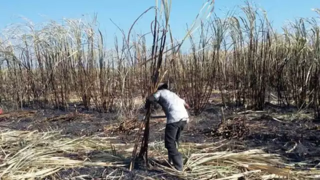 Los cañeros de Quintana Roo han enfrentado varios desafíos en los últimos años, incluyendo no solo sequías, sino también fluctuaciones en los precios del mercado
