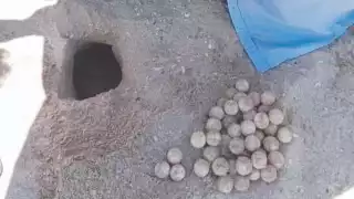 Falta de lluvias retrasa arribo de tortugas marinas  para anidación  