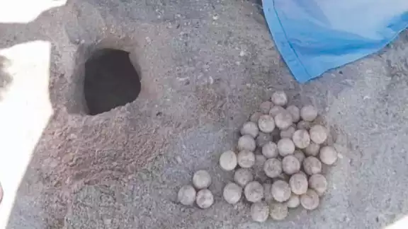 Ecologistas marcan los nidos que encuentran, aunque señalan que no tienen recursos para vigilar Ecologistas marcan los nidos que encuentran, aunque señalan que no tienen recursos para vigilar