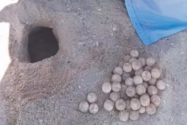 Ecologistas marcan los nidos que encuentran, aunque señalan que no tienen recursos para vigilar