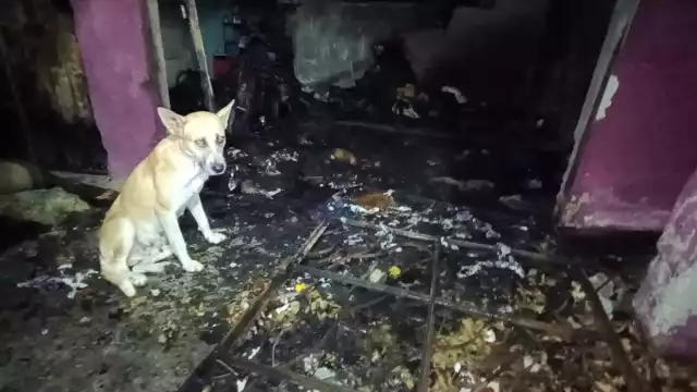 La mascota de la familia logró salir a tiempo de la vivienda.