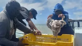 PT Campeche llama a la prudencia y control en la pesca del pulpo maya en Isla Arena