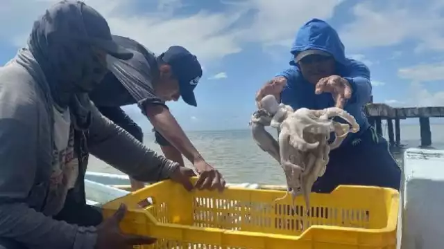 El Partido del Trabajo (PT) pidió prudencia a los pescadores de Isla Arena en Calkiní y solicitó a las autoridades estatales evitar un conflicto pesquero.