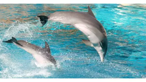 En Quintana Roo operan 18 de los 33 delfinarios registrados en México En Quintana Roo operan 18 de los 33 delfinarios registrados en México