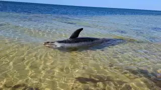 El cuerpo de un mamífero marino apareció en playas de la costa norte de Yucatán