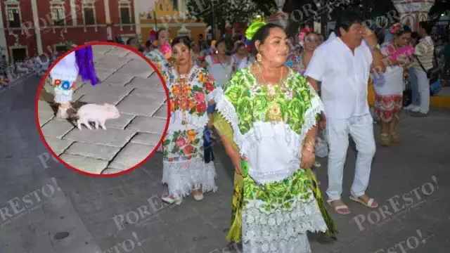 El inesperado protagonista: cerdito aparece danzando entre los jaraneros en Campeche