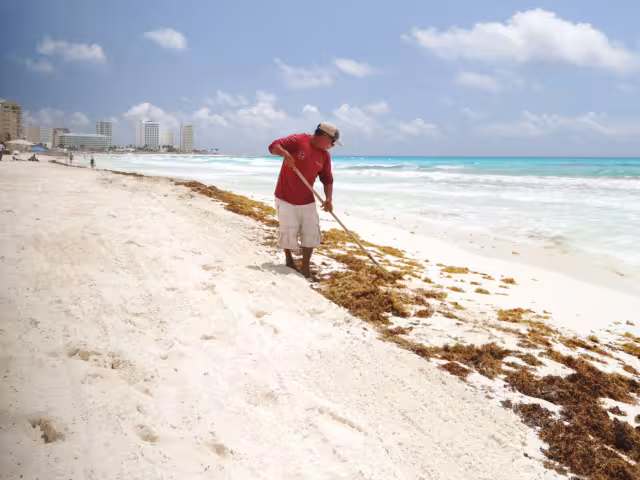 Trabajadores municipales dijeron que la próxima semana se espera un aumento de la macroalga. Playa Coral, Marlín y Chac Mool tuvieron mayor cantidad ayer