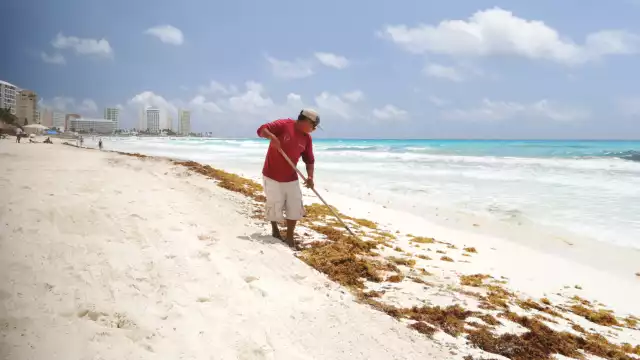 Trabajadores municipales dijeron que la próxima semana se espera un aumento de la macroalga. Playa Coral, Marlín y Chac Mool tuvieron mayor cantidad ayer