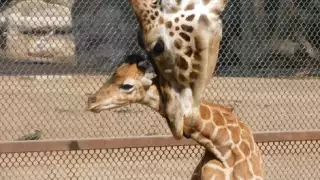 El nombre Jabari se traduce como valiente