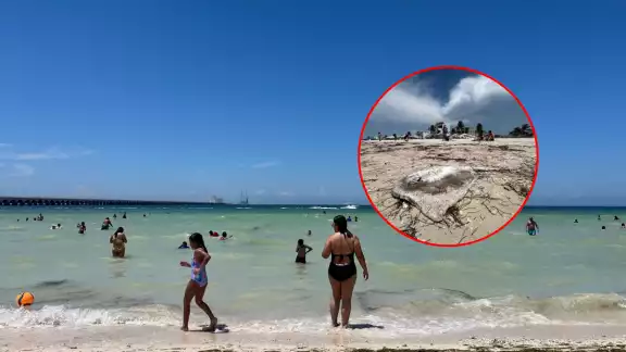 Visitantes ingresaron al mar en Progreso pese a la advertencia por fauna peligrosa.