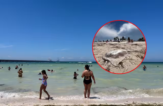 Visitantes ingresaron al mar en Progreso pese a la advertencia por fauna peligrosa.