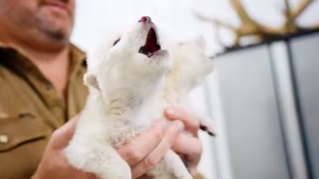 Los "lobos huargos" fueron inspirados de la especie real de los lobos terribles