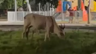 "No los tienen ni en Suiza nené": Sorprende aparición de toro pastando en parque de Mérida