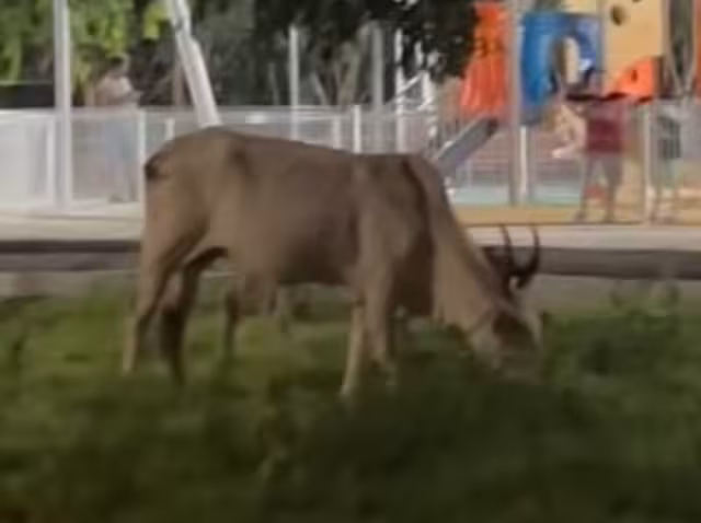 La aparición del ejemplar no representa un hecho aislado