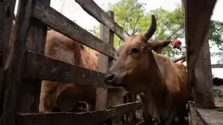 Los casos más recientes se registraron en su mayoría en bovinos aunque también se reportaron afectaciones en un equino y un perro doméstico